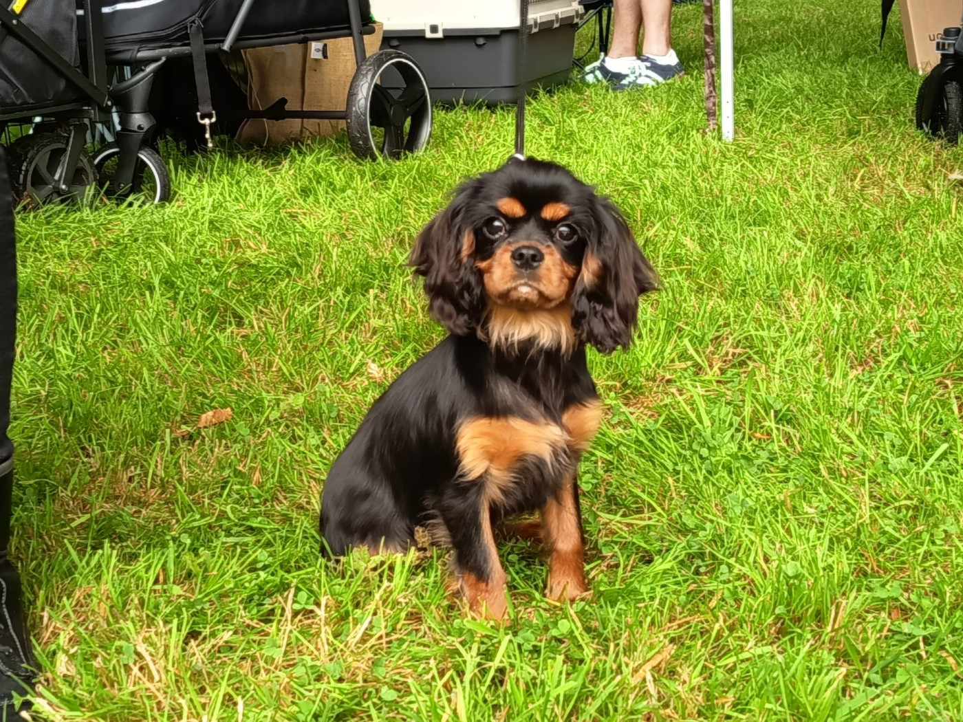 APHRODYTE L'Elevage De Joi