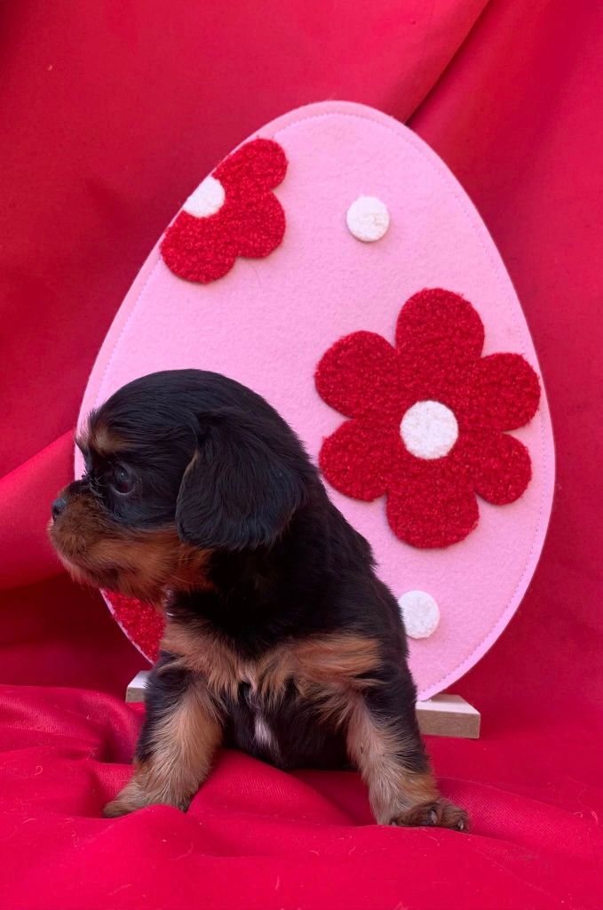 L'Elevage De Joi - Cavalier King Charles Spaniel - Portée née le 09/03/2025