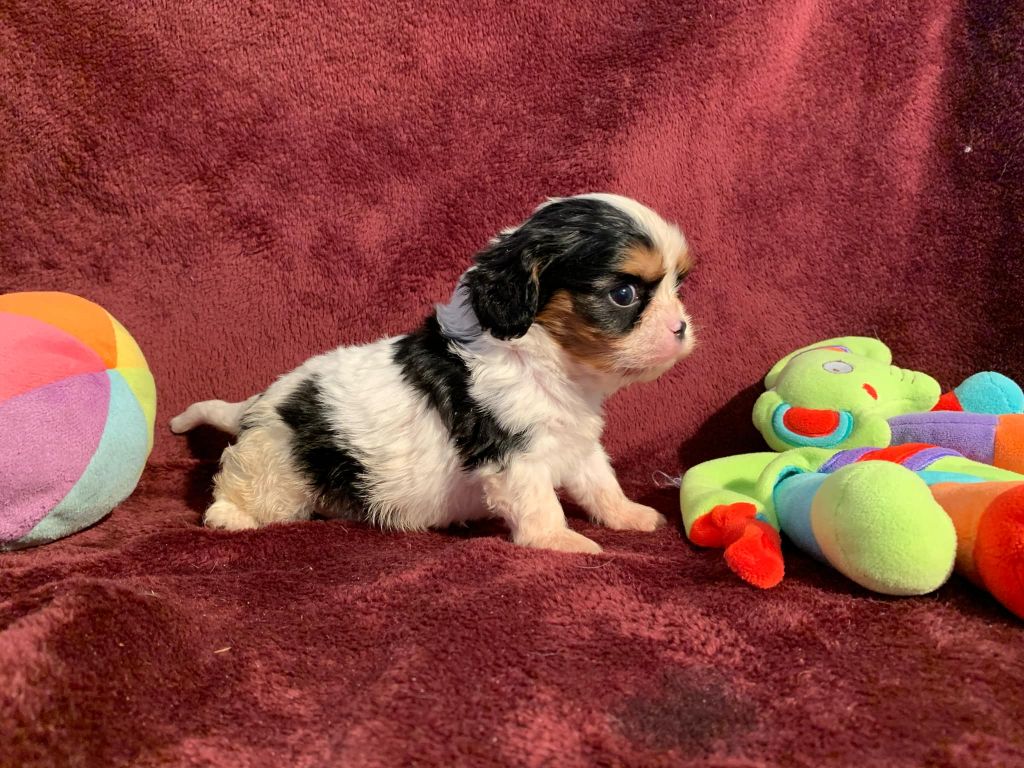 L'Elevage De Joi - Chiots disponibles - Cavalier King Charles Spaniel