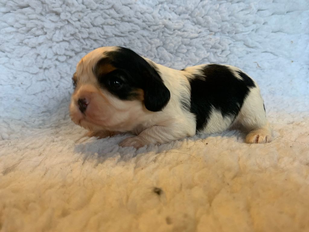 L'Elevage De Joi - Chiots disponibles - Cavalier King Charles Spaniel