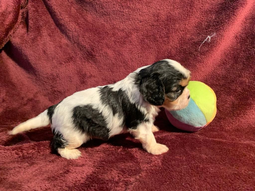 L'Elevage De Joi - Chiots disponibles - Cavalier King Charles Spaniel